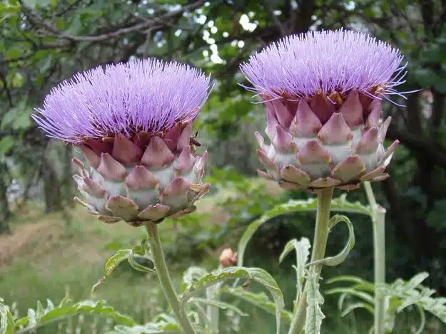 15 vegetales que no tenías ni la menor idea de que crecían así