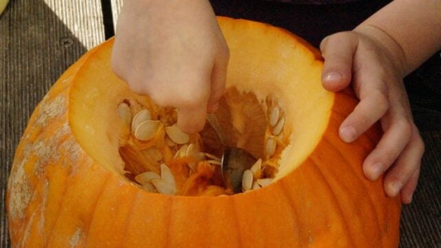 Traditional Halloween pumpkin with a plus of recipes pumpkin recipe