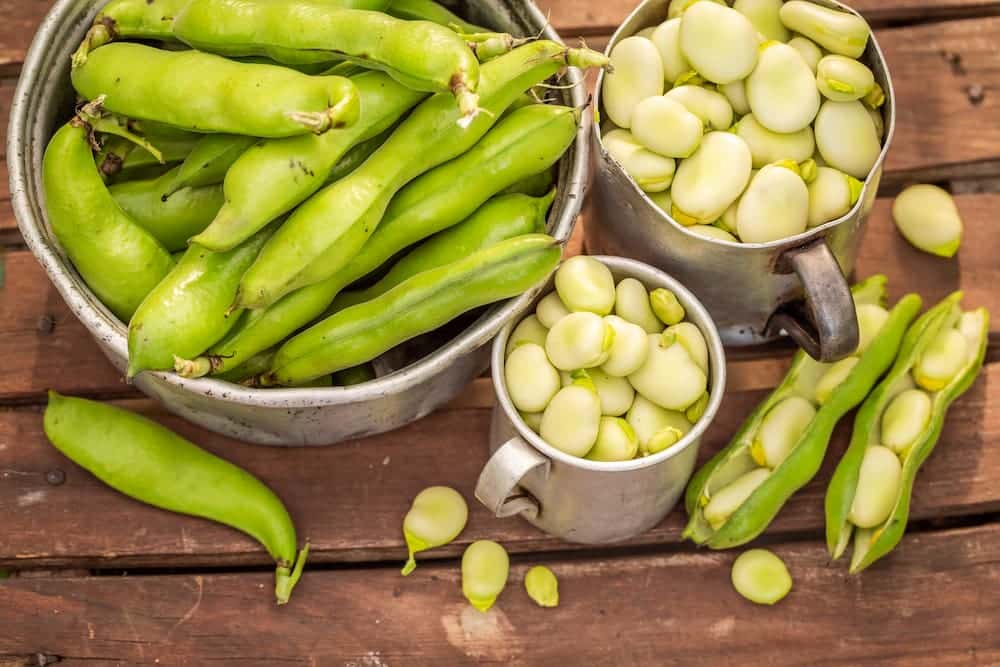 como hacer habas a la catalana caseras