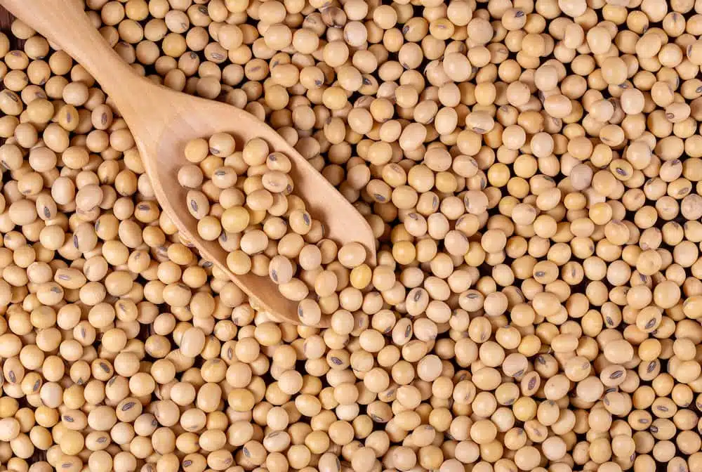 homemade soybean