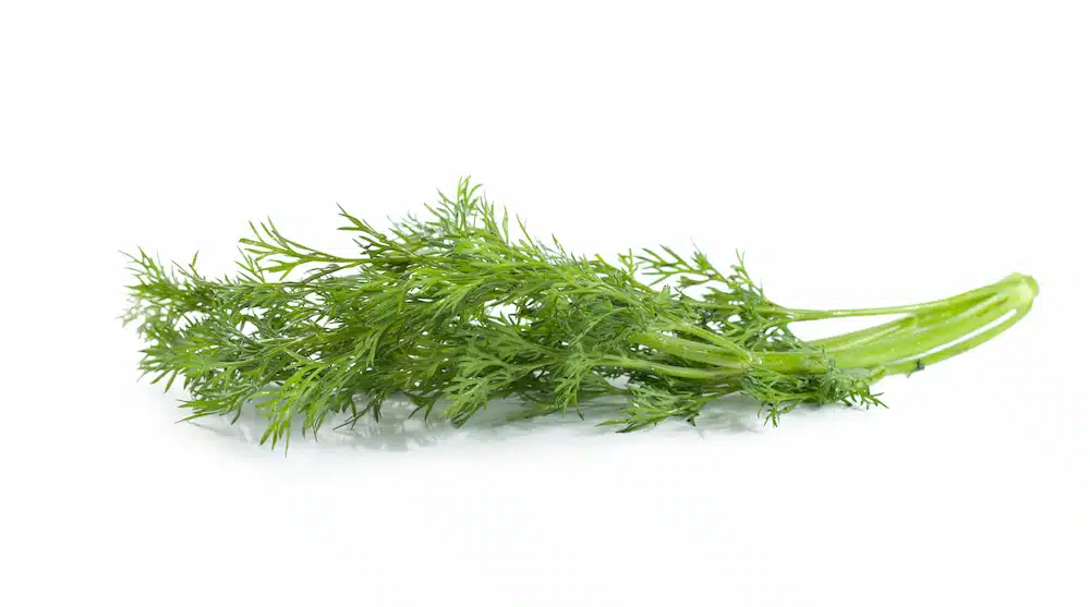 recetas con eneldo fresco