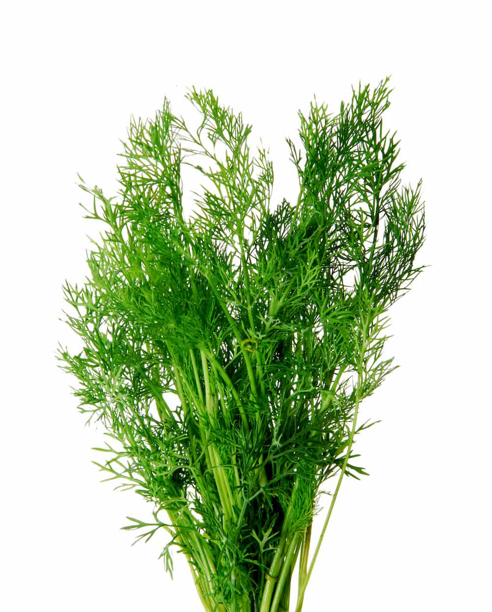 recetas con eneldo planta