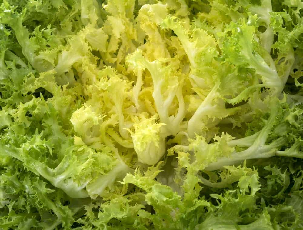 receta de escarola